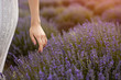 Crop female touching lavender flowers in field