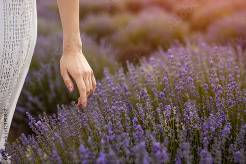 Crop female touching lavender flowers in field Wallpaper Mural