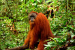 Sumatran orangutan male in the Gunung Leuser National Park