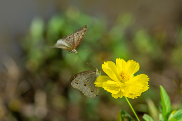 Wall Mural - Multicolor butterfly sitting on a yellow flower