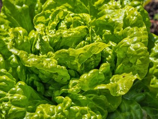 Canvas Print - Lettuce