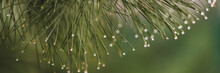 Pine Branch With Green Needles In Raindrops.