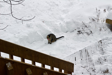 Wall Mural - A gray striped tabby cat explores deep snow in a shoveled backyard deck area