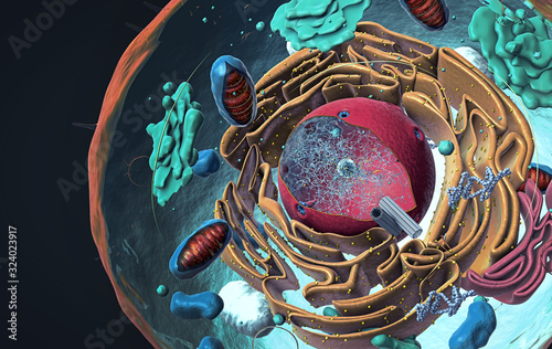 Photographie Components of Eukaryotic cell, nucleus and organelles and plasma membrane - 3d i