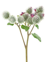 Medicinal Plant Of Arctium. Burdock Flowers On Stem With Leaves Isolated On A White Background.