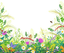 Colorful Frame With Summer Meadow Plants And Insects