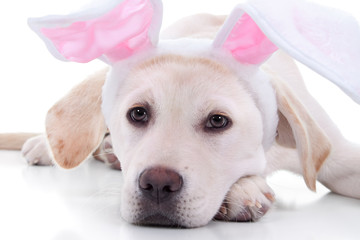 Wall Mural - Adorable Easter bunny pet puppy dog