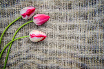 Poster - Bright tulips on canvas background