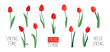 Vector set of red tulip flowers isolated on white background. Early spring garden flowers. Clip art for bright festive greeting card, poster, banner. Handwritten lettering.