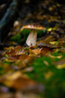 Steinpilz im Wald umgeben von Laub - einzelner essbarer Pilz zwischen Blättern im Buchenwald