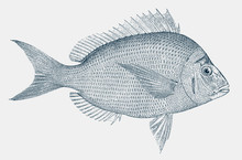 Scup Porgy Stenotomus Chrysops, Food Fish From The Atlantic Ocean In Side View