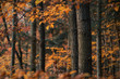 Stämme mit bunten Blättern im herbstlichen Buchenwald - stimmungsvolle Herbstlandschaft 