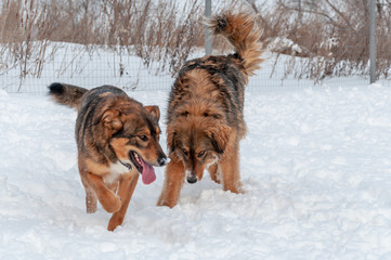 Two big beautiful red dogs walking on a snow covered area