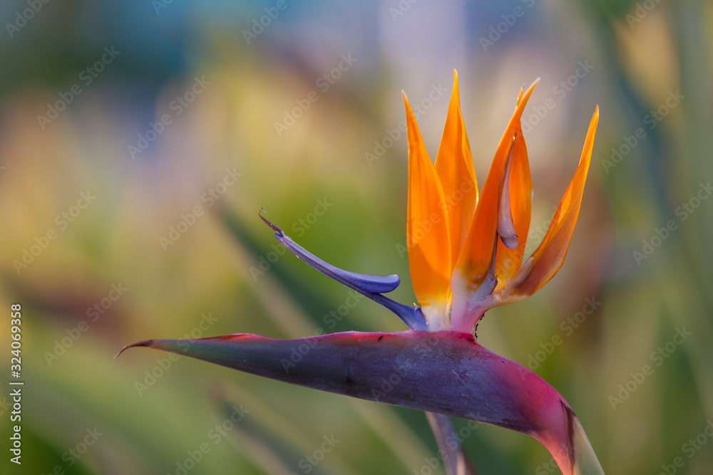 Paradiesvogelblume (Strelitzia reginae) - obrazy, fototapety, plakaty 