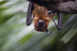 © Mint Images - Close up of brown bat hanging upside down from a tree.