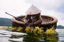 Woman Wearing Straw Hat Farming Seaweed From A Small Wooden Boat.,Nha Trang
