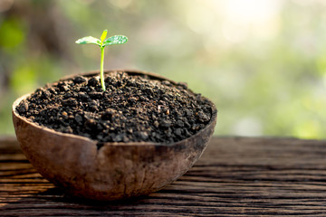 The seedlings are growing from the soil.