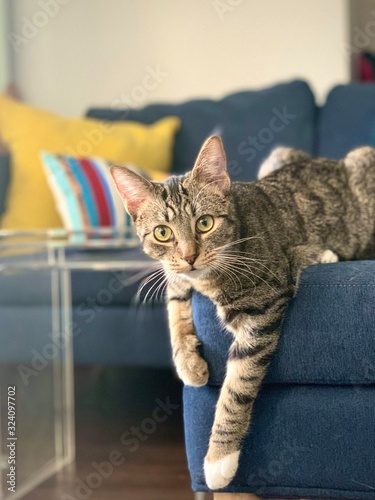 Fotografía tabby cat posed on modern sofa