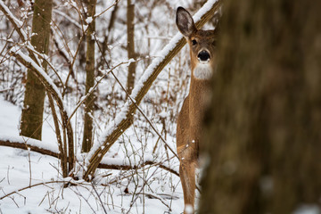 white-tailed deer partially hidden by tree