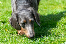 A Blue, Long Haired, Female Dachshund Looking Into The Camera