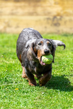 A Blue Long, Haired, Male Dachshund Running With A Tennis Ball While Playing