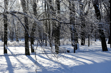 Poster - Park at winter.