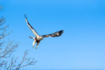 Rough-legged hawk taking flight