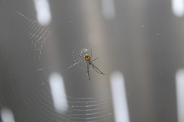 spider on a web