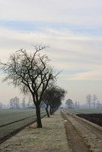 Landscape With Barren Apple Trees And A Dirt Road In Winter Against Fog In Germany, Bavaria In Portrait Format