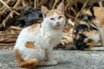 Portrait of white kitten with orange spot, close up Thai cat 