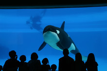 Killer Whale In Aquarium