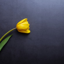 One Beautiful Yellow Tulip In Close-up Against A Dark Blue-gray Stucco Wall.