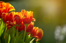 Download Yellow And Red Tulips Free Stock Photo Public Domain Pictures Yellowimages Mockups