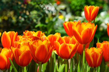 Beautiful fresh blooming red and yellow tulips in the garden during spring season with  blurred green nature background