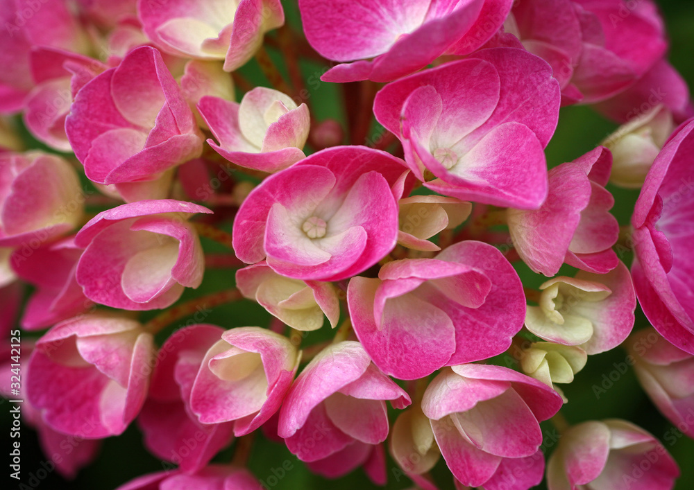 Bunte Hortensie - Hydrangea Blüte im Staudenbeet als Makro Aufnahme