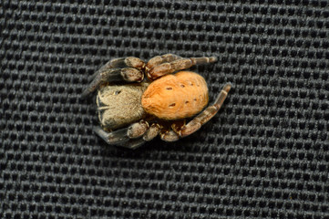 Dorsal of Social Spider - Stegodyphus sp, Eresidae, Habitat - Dry decideous forests, Moist dcideous forests, Distribution - Asia, Africa and Europe