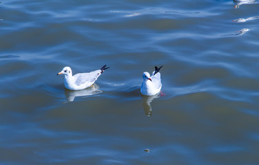 Two seagull birds floating in the  sea