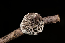 Honeycomb Bracket Fungus, Hexagonia Tenuis, Family-.Polyporaceae