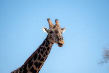 Dark Old Giraffe Male Headshot