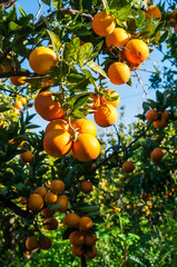 Wall Mural - Harvest time: tarocco oranges on tree against a blue sky during picking season in Sicily