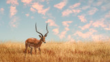 Lonely antelope (Eudorcas thomsonii) in the African savanna against a beautiful sunset. African landscape.