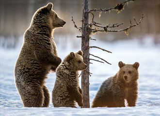 she-bear standing on its hind legs. she-bear and bear cubs on the snow in the winter forest. natural