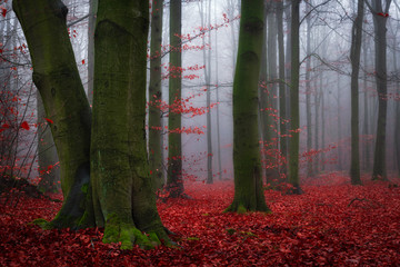 Foggy morning in red forest