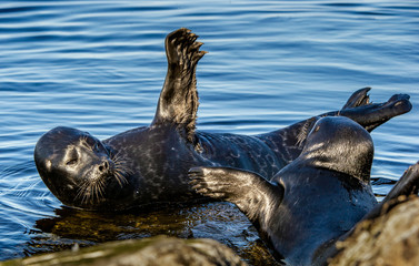 Wall Mural - fighting ladoga ringed seals. blue water background. scientific name: pusa hispida ladogensis. the l