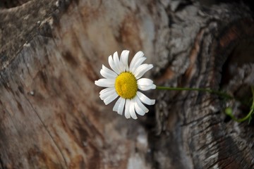 Wall Mural - Camomile in the crack of a tree trunk close-up