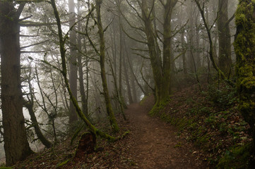 Foggy forest