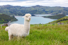 Furry White Alpaca Grazing In A Bucolic Green Meadow With The Sea And Mountains In The Background 