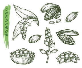Wall Mural - Sketch cardamom, herbs and spice seasoning set