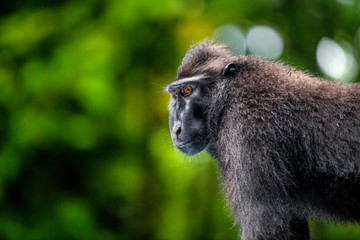 Wall Mural - The Celebes crested macaque. Close up portrait, side view, green natural background. Crested black macaque, Sulawesi crested macaque, or the black ape. Natural habitat. Sulawesi. Indonesia.