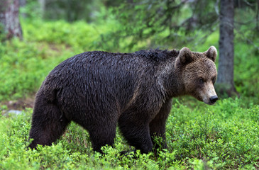 Canvas Print - Brown bear walking in the summer forest. Scientific name: Ursus arctos. Natural habitat.